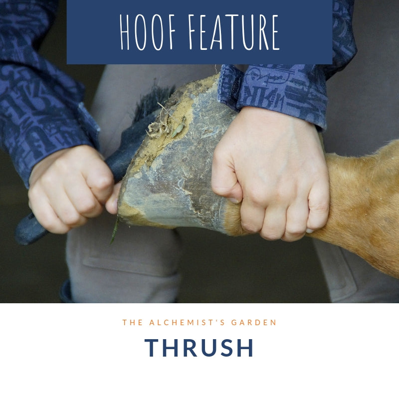 Hoof Feature - Thrush