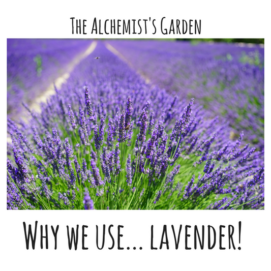 Why we use... Lavender!
