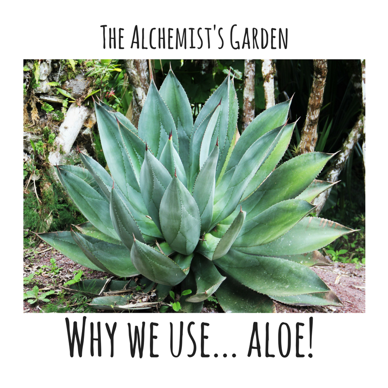 Why we use: Aloe Vera!
